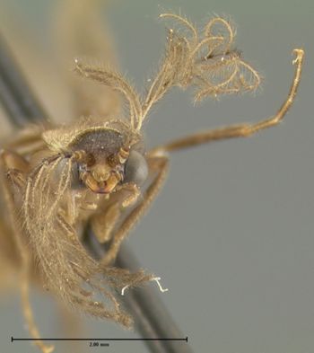 Media type: image;   Entomology 32302 Aspect: head frontal view